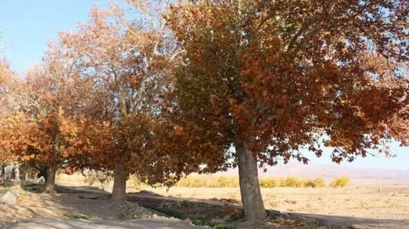 ایران در یک پاییز تلخ/ گرمای غیرمعمول که آب، غذا و زندگی مردم را می‌بلعد