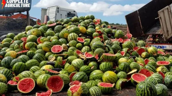 هندوانه‌ های هزار تنی آمریکای جنوبی؛ داستان کاشت تا برداشت + فیلم