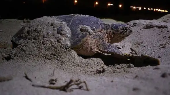 حمایت از انقراض گونه‌های مختلف لاک‌پشت دریایی در چابهار+ فیلم