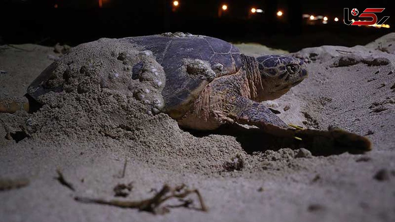 حمایت از انقراض گونه‌های مختلف لاک‌پشت دریایی در چابهار+ فیلم