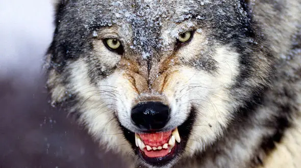 وحشت از  حمله گرگ ها در داورزن خراسان رضوی