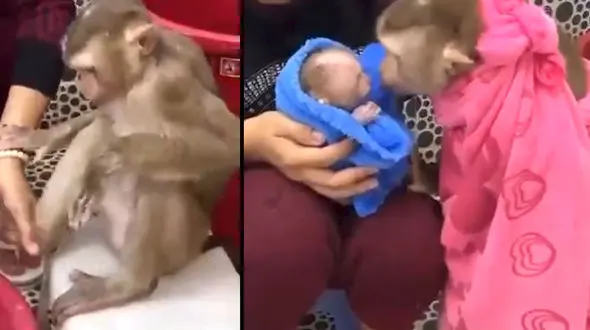 حمام کردن میمون مادر و فرزندش + فیلم
