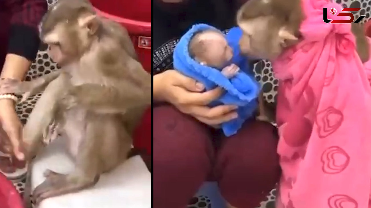 حمام کردن میمون مادر و فرزندش + فیلم