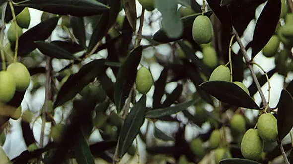 مبارزه با چاقی با برگ زیتون