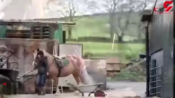 مهارت زن انگلیسی در آرایش حیوانات + فیلم و تصاویر