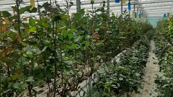 بازدید خبرنگاران همدانی از گلخانه سینا رز