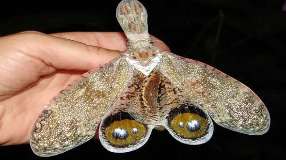 عجیب ترین حشره را مشاهده کنید + فیلم