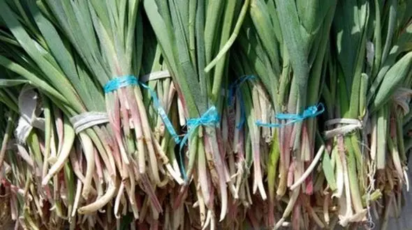 «شِنگ» گیاهی محلی لرستان با فواید درمانی بالا