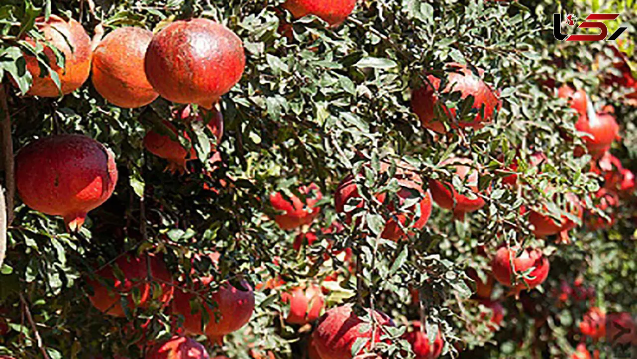 تاثیر برگ انار برای درمان پیسی 
