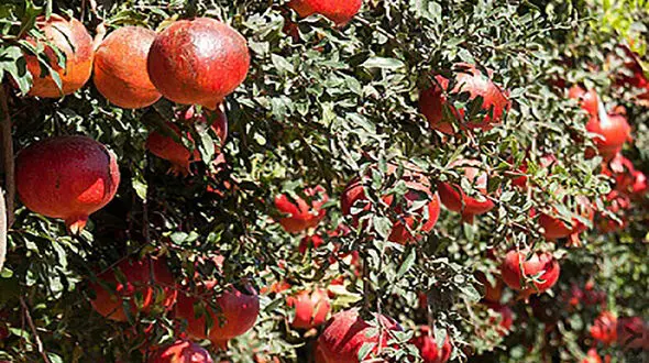 تاثیر برگ انار برای درمان پیسی 
