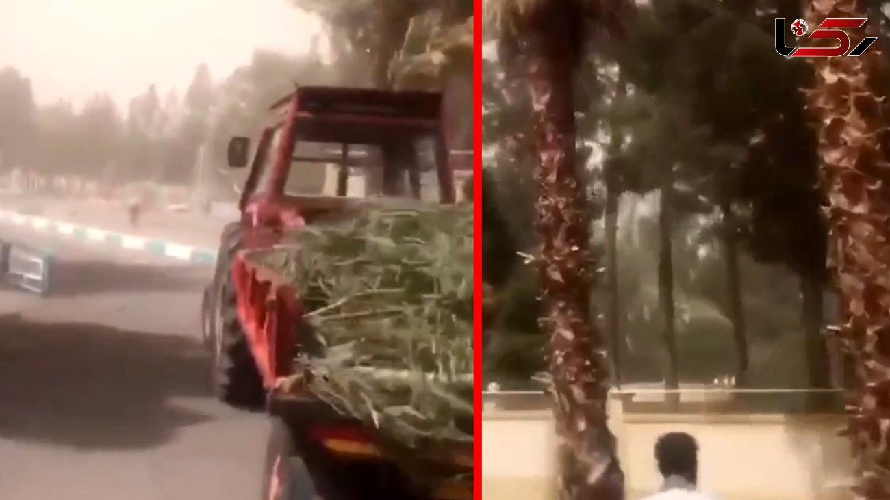 فیلم لحظه  سقوط درخت در فرودگاه زاهدان 
