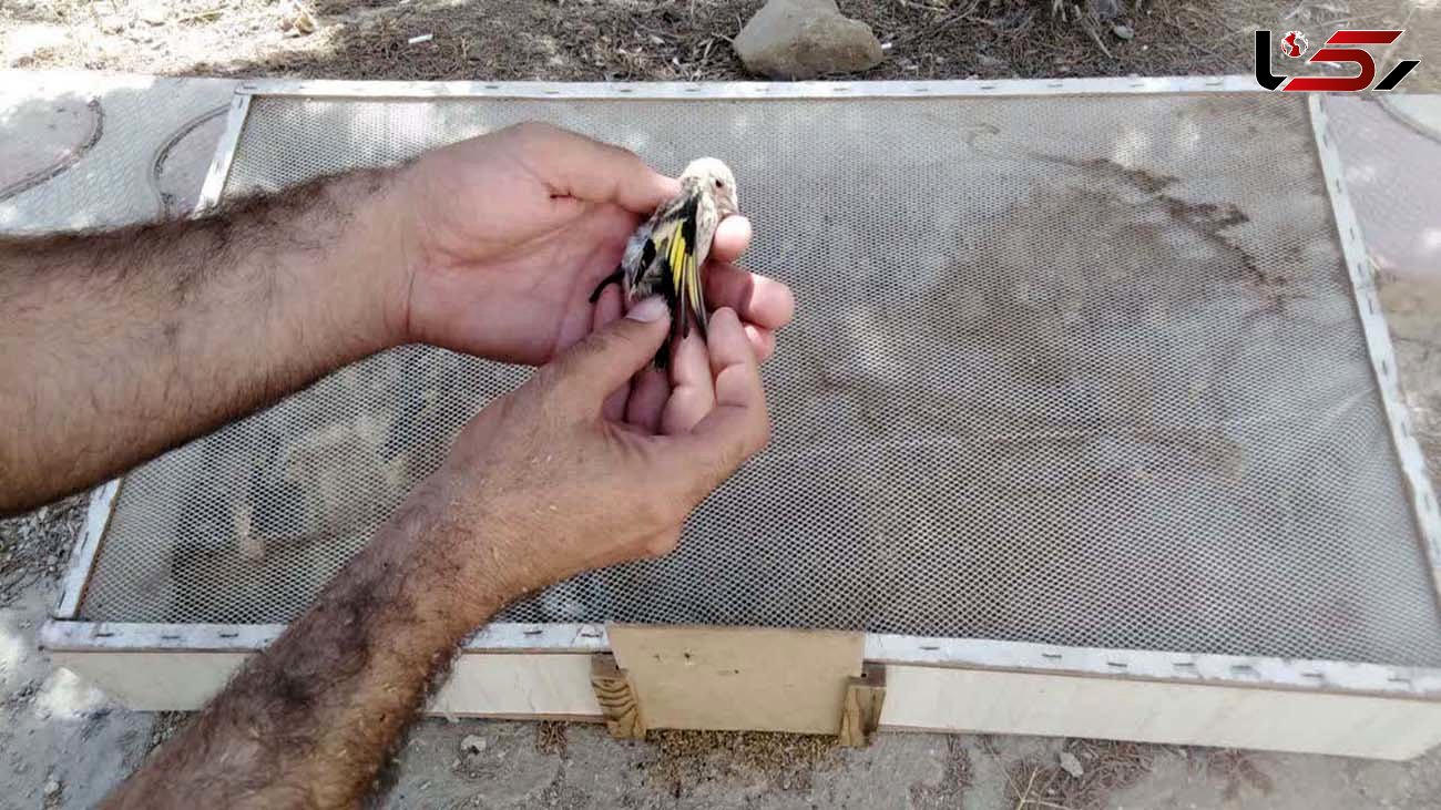 دستگیری متخلف زنده گیری پرنده سهره طلایی در مهاباد
