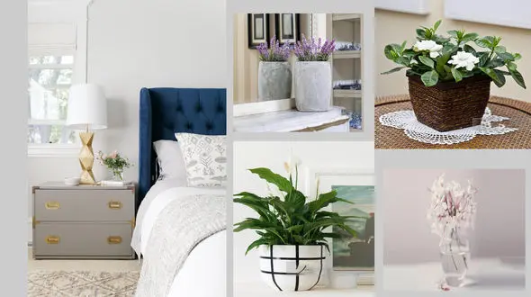 5 گیاه شگفت انگیزی که به شما کمک می‌کنند بهتر بخوابید! +عکس 