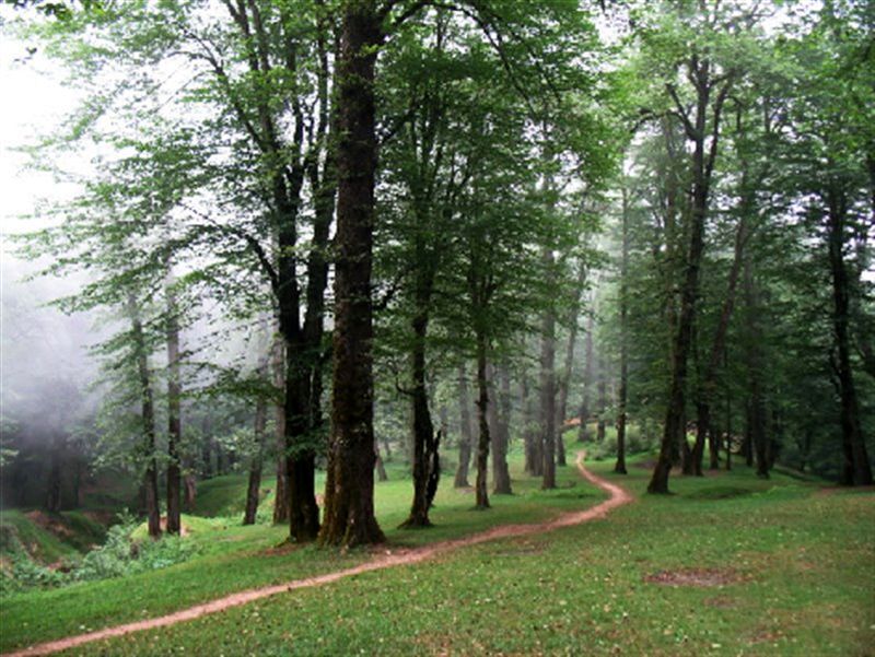 جنگل دالخانی