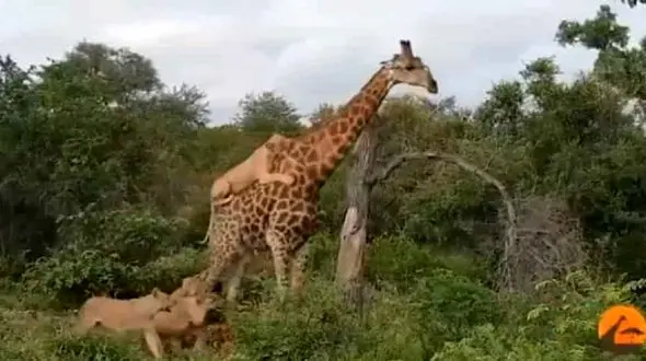 حیات وحش / واکنش جالب زرافه به حمله گله‌ای شیرها ! + فیلم و عکس