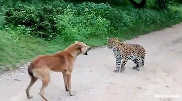 فیلم / حمله سگ ماده به یک پلنگ برای نجات توله اش