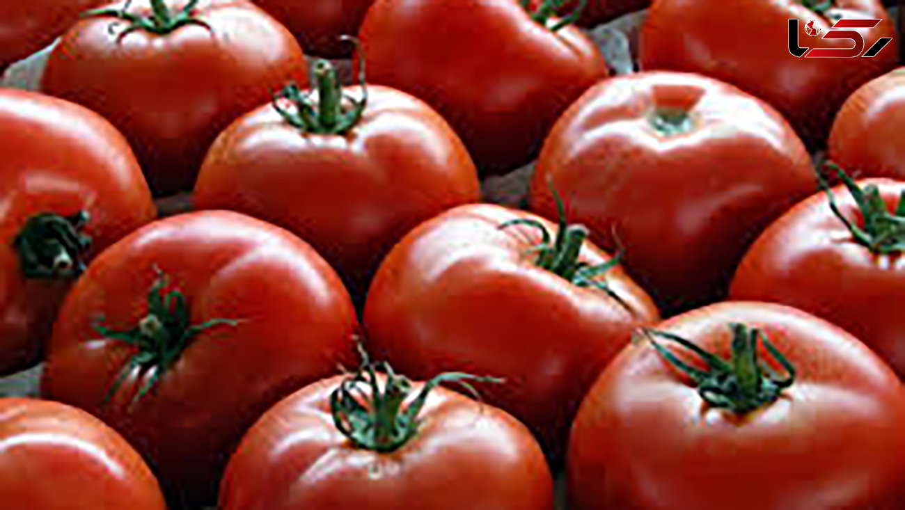 پیش بینی تولید ۷۵ هزار تن گوجه فرنگی در پارس آباد