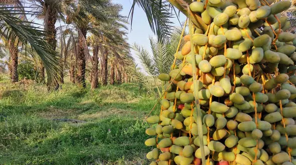خودروسازان وارد بازار خرما شدند / صادرات خرما ابزار واردات خودرو و قطعه!