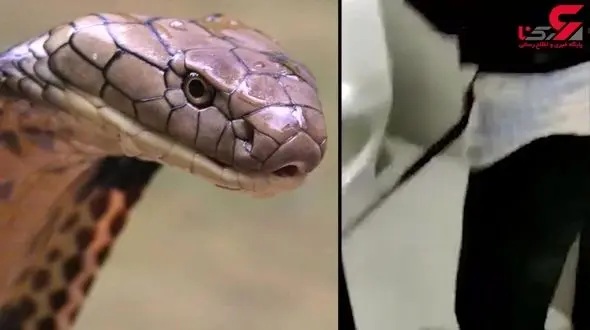 صحنه وحشتناکی که یک زن در سرویس بهداشتی خانه اش دید+فیلم / هند