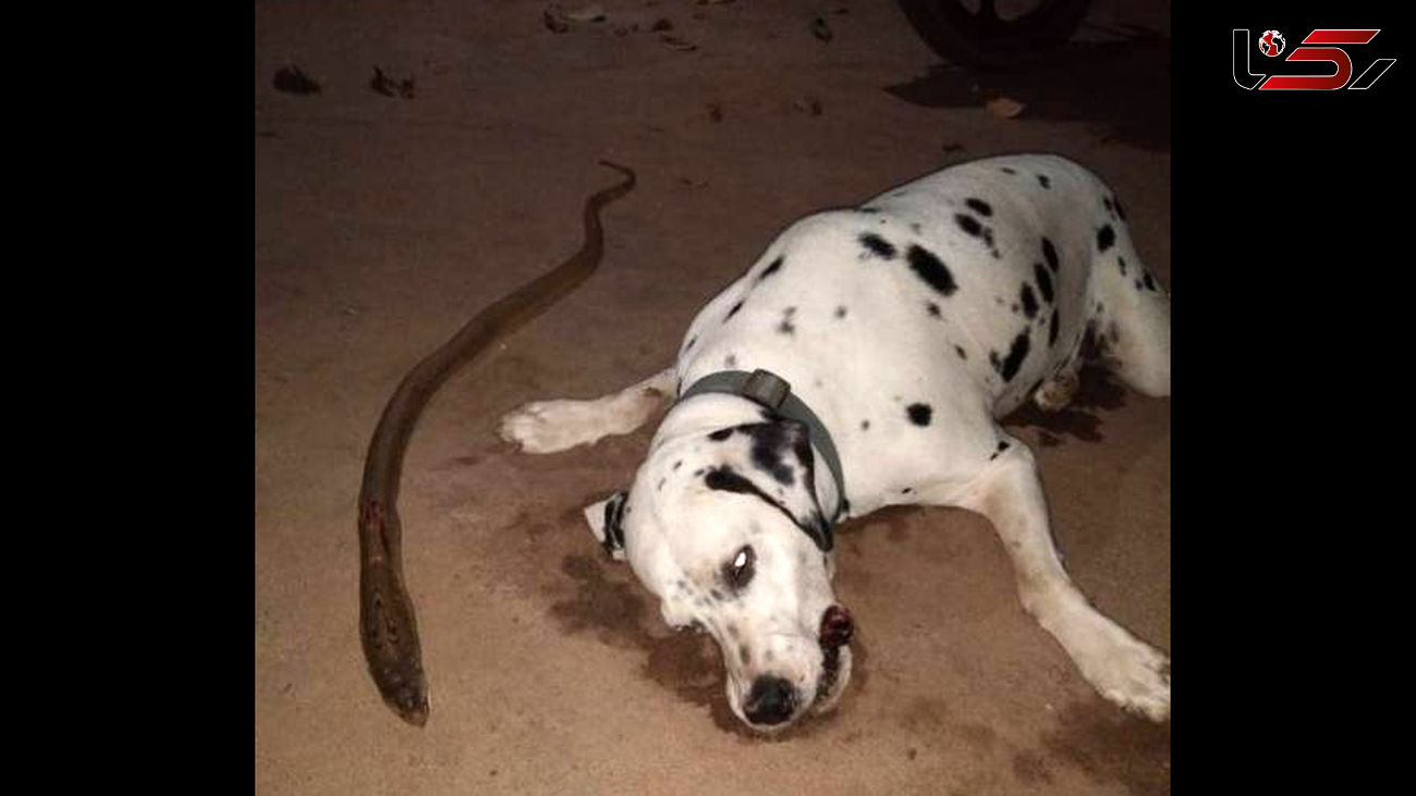 کشته شدن سگ برای نجات اعضای خانواده + عکس