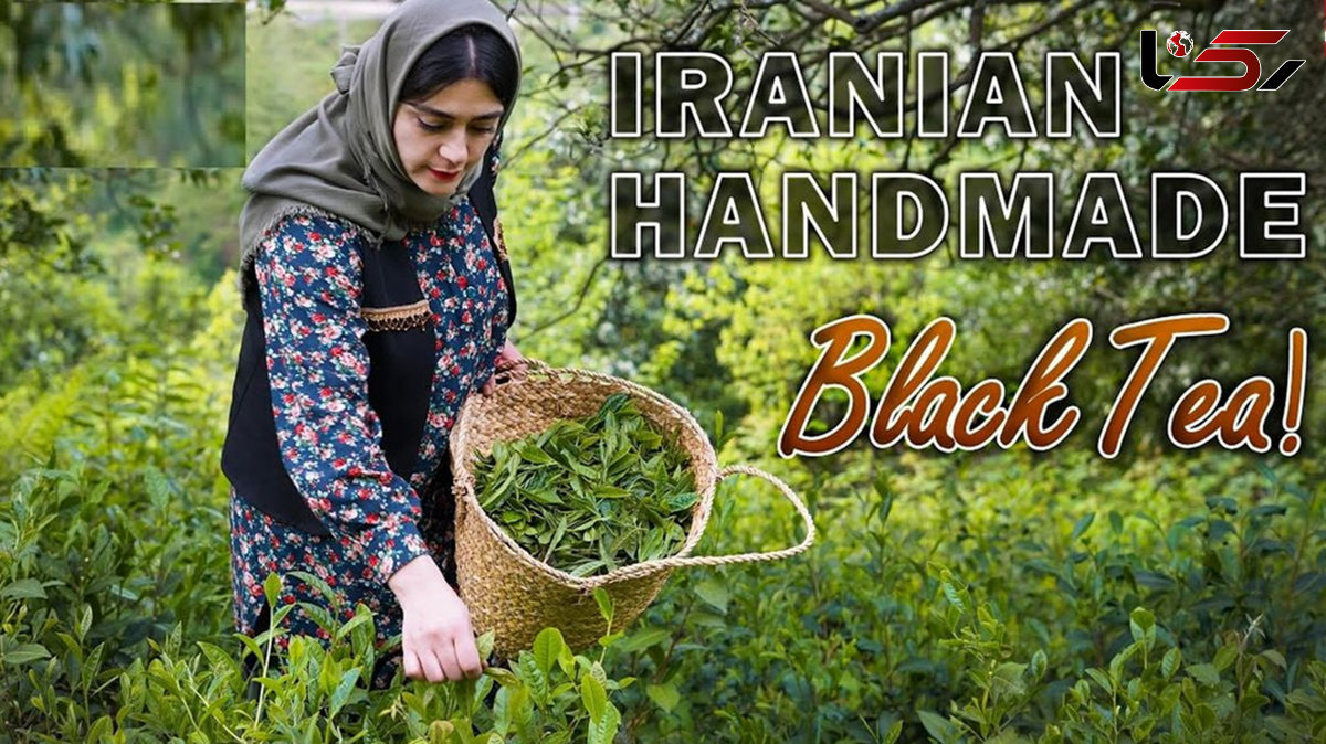 غذای محلی ایران: داستانی از برگ چای تا دم‌نوش دلچسب + فیلم