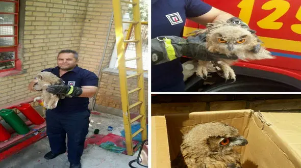 وحشت در دل خانواده مهابادی از یک مهمان ناخوانده در خانه شان + عکس