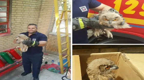 وحشت در دل خانواده مهابادی از یک مهمان ناخوانده در خانه شان + عکس