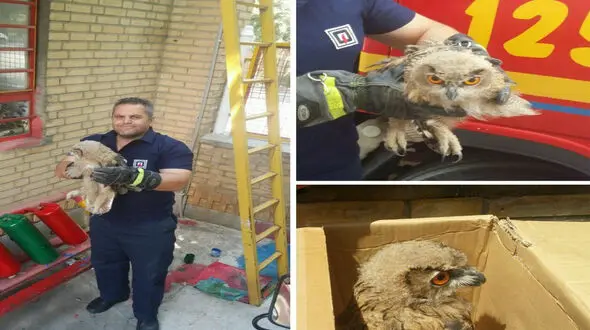 وحشت در دل خانواده مهابادی از یک مهمان ناخوانده در خانه شان + عکس