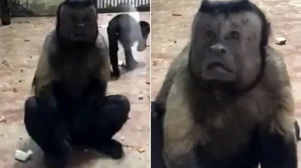 شبیه ترین میمون به انسان / همه با دیدن این فیلم شوکه شدند!  + فیلم و عکس