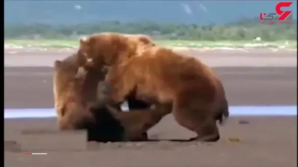 قدرت‌نمایی و کتک کاری خرس‌های گریزلی + فیلم