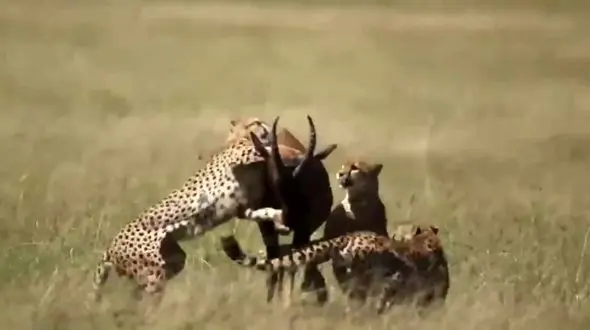 لحظه به لحظه از حمله هیجان‌ انگیز 5 یوزپلنگ به یک شاخ‌ چنگی تنها!