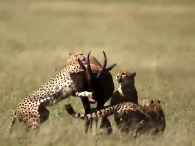 لحظه به لحظه از حمله هیجان‌ انگیز 5 یوزپلنگ به یک شاخ‌ چنگی تنها!
