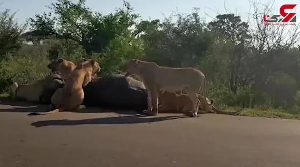 شکار جالب بوفالو توسط شیر های گرسنه+فیلم