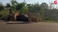 شکار جالب بوفالو توسط شیر های گرسنه+فیلم