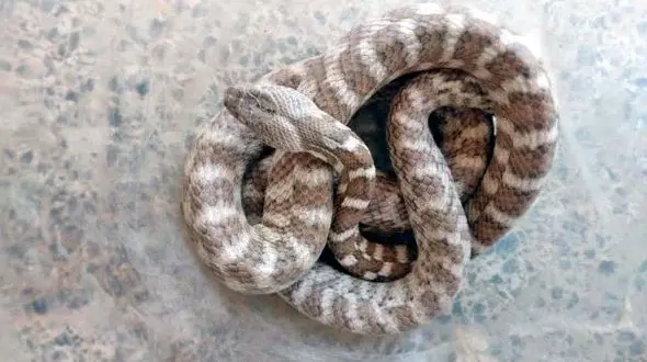 اولین گونه فوق افعی پلنگی در ایران