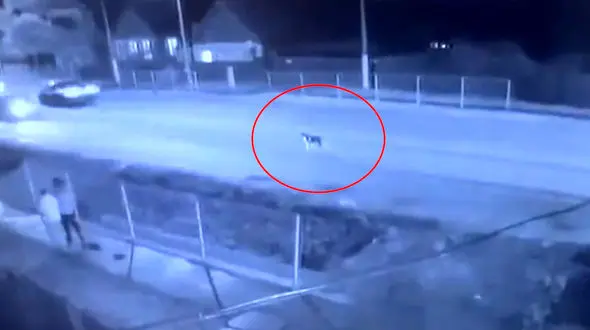 ببینید / سگ بازیگوش باعث تصادف مرگبار در وسط خیابان شد + فیلم شوک آور