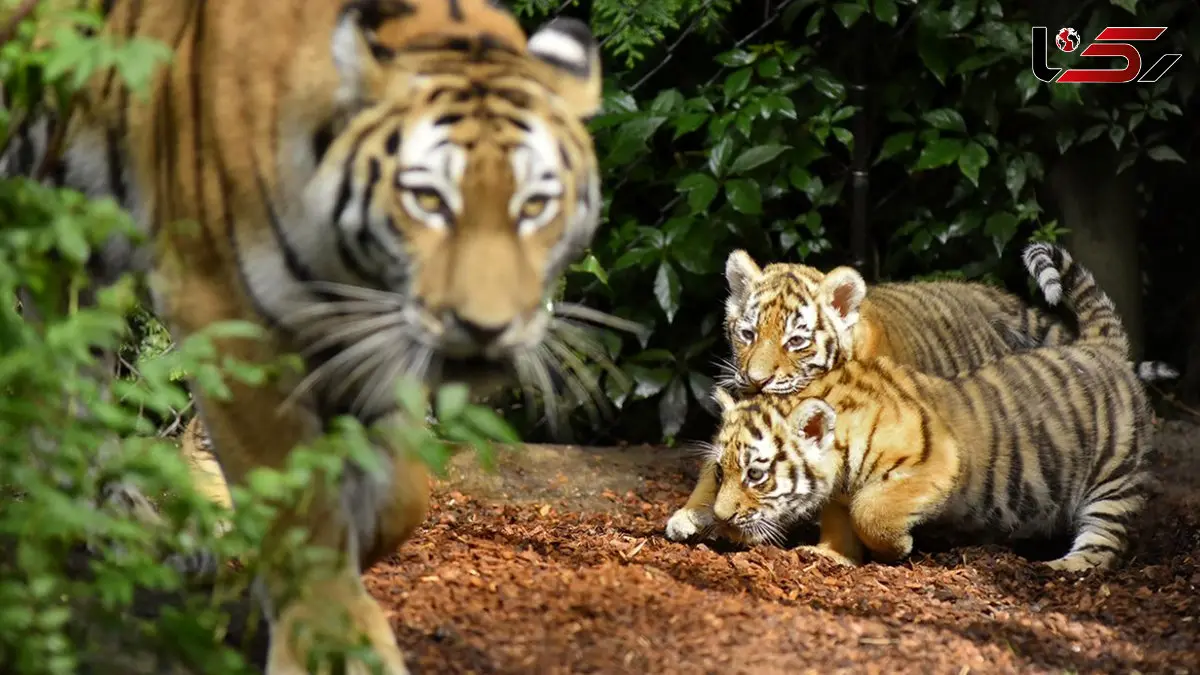 ظهور ببر آلبینو کمیاب همراه با توله‌هایش در جنگل + فیلم 