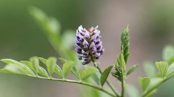 خواص شگفت انگیز «شیرین بیان» در طب سنتی/ برای این افراد شیرین بیان ممنوع است