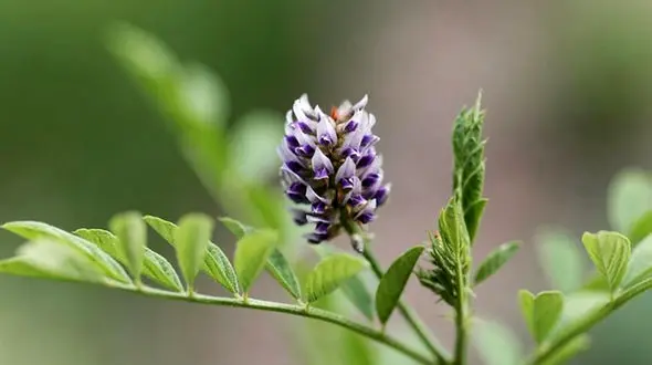 خواص شگفت انگیز «شیرین بیان» در طب سنتی/ برای این افراد شیرین بیان ممنوع است