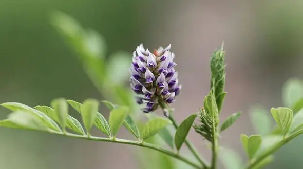 خواص شگفت انگیز «شیرین بیان» در طب سنتی/ برای این افراد شیرین بیان ممنوع است
