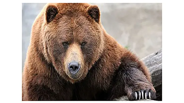 خرس وحشی مرد اندیکایی را درید + جزییات