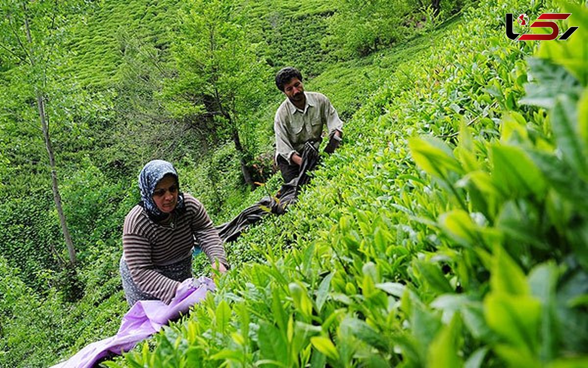 قیمت برگ سبز چای واقعی تعیین شود