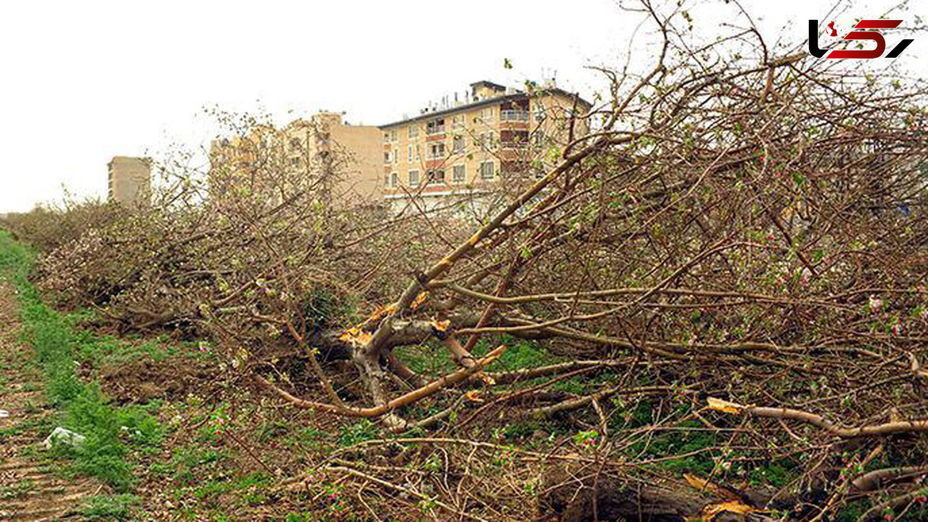 شورای شهر کرج: باغ سیب کرج تا پایان امسال به طور کامل احیا می‌شود