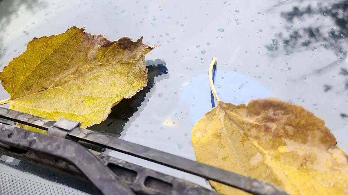 تفسیر فال حافظ 11 آذر