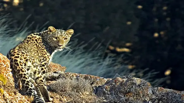 حمله وحشتناک پلنگ ها به  روستاییان در بشاگرد