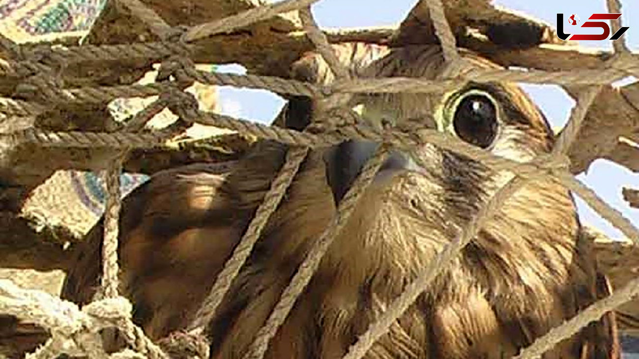 دستگیری شکارچیان پرندگان کمیاب در نایین