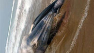کشف لاشه نهنگ عظیم الجثه در ساحل بندر بریس چابهار + عکس