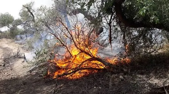  آتش سوزی در پارک جنگلی قرچک