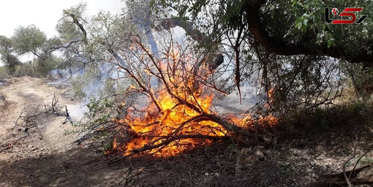  آتش سوزی در پارک جنگلی قرچک