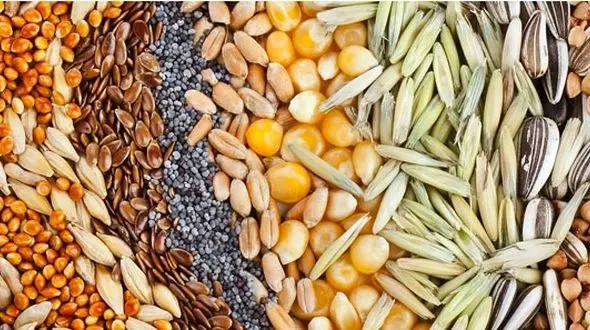 تاثیر مثبت برنج وحشی در سلامتی/دانه های شگفت انگیز که در سلامتی معجزه می کنند